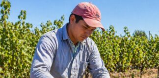 SE NECESITA PEÓN/A AGRÍCOLA CON O SIN EXPERIENCIA PARA LABORES DE RECOLECCIÓN EN COSECHA DE UVAS