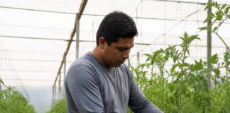 SE NECESITA PEÓN AGRÍCOLA PARA LABORES DE MANTENIMIENTO EN INVERNADERO