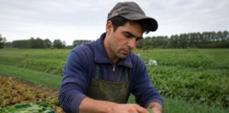 SE NECESITA TRABAJADOR AGRÍCOLA PARA RECOLECCIÓN MANUAL Y EMPAQUE DE VERDURAS