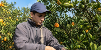 SE SOLICITA TRABAJADOR AGRÍCOLA PARA RECOLECCIÓN DE FRUTAS (TIEMPO COMPLETO)
