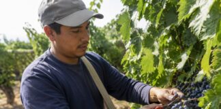 SE SOLICITA PEÓN AGRÍCOLA PARA RECOLECCIÓN DE UVA Y LABORES DE CAMPO (JORNADA COMPLETA)