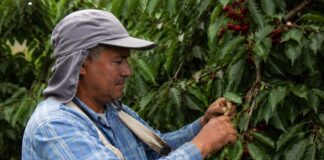 SE REQUIERE PEÓN AGRÍCOLA PARA RECOLECCIÓN Y CORTE DE CEREZA EN COSECHA
