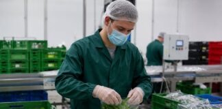 SE NECESITA ENVASADOR PARA PESAJE Y EMPAQUE DE VEGETALES DE HOJA (TIEMPO COMPLETO)