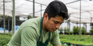 SE BUSCA PEÓN AGRÍCOLA DE INVERNADERO PARA CUIDADO DE PLANTAS EN MACETAS (MEDIA JORNADA)