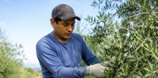 SE SOLICITA PEÓN AGRÍCOLA PARA LABORES DE COSECHA Y RECOLECCIÓN DE FRUTAS, HORTALIZAS Y ACEITUNA (JORNADA COMPLETA)