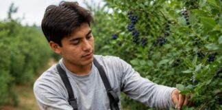 SE BUSCAN RECOLECTORES DE FRUTAS PARA LABORES AGRÍCOLAS POR TURNOS (TIEMPO PARCIAL)