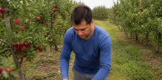SE NECESITA TRABAJADOR AGRÍCOLA PARA COSECHA Y MANTENIMIENTO DE HUERTO DE MANZANAS