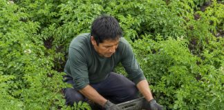 SE NECESITA TRABAJADOR AGRÍCOLA PARA LABORES GENERALES EN COSECHA DE PATATAS