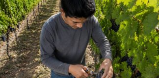 SE SOLICITA TRABAJADOR DE VIÑEDO PARA MANTENIMIENTO Y COSECHA DE UVAS, NO SE REQUIERE EXPERIENCIA
