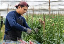 SE REQUIERE RECOLECTOR Y EMPACADOR DE FLORES EN GRANJA AGRÍCOLA (JORNADA COMPLETA O PARCIAL)