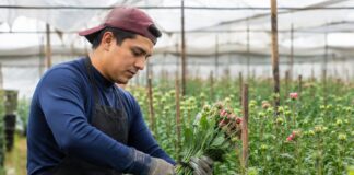 SE REQUIERE RECOLECTOR Y EMPACADOR DE FLORES EN GRANJA AGRÍCOLA (JORNADA COMPLETA O PARCIAL)