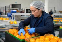 SE SOLICITA OPERARIO DE PRODUCCIÓN PARA ENCAJADO Y PREPARACIÓN DE CÍTRICOS (TURNO ROTATIVO)