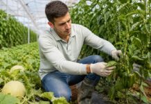 SE NECESITA PEÓN/A AGRÍCOLA PARA LABORES DE MANTENIMIENTO EN FINCA DE PIMIENTO Y MELÓN