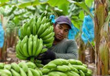 SE NECESITA TRABAJADOR AGRÍCOLA PARA FINCA PLATANERA (JORNADA COMPLETA)