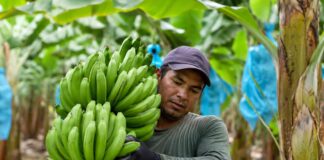 SE NECESITA TRABAJADOR AGRÍCOLA PARA FINCA PLATANERA (JORNADA COMPLETA)