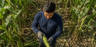 SE BUSCA TRABAJADOR AGRÍCOLA PARA MANTENIMIENTO DE TERRENOS, CUIDADO DE ANIMALES Y LABORES GENERALES DE COSECHA