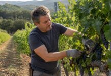 SE SOLICITA TRABAJADOR DE VIÑEDO PARA PODA, RECOLECCIÓN Y MANTENIMIENTO DE COSECHA, NO SE REQUIERE EXPERIENCIA