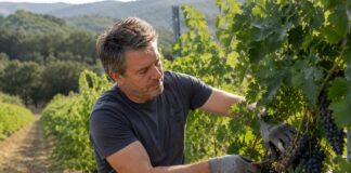 SE SOLICITA TRABAJADOR DE VIÑEDO PARA PODA, RECOLECCIÓN Y MANTENIMIENTO DE COSECHA, NO SE REQUIERE EXPERIENCIA