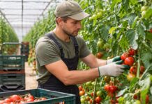 SE NECESITA PEÓN/A AGRÍCOLA PARA LABORES DE RECOLECCIÓN DE FRUTOS EN INVERNADERO