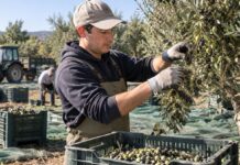 SE SOLICITA PEÓN AGRÍCOLA PARA RECOLECCIÓN DE ACEITUNA Y LABORES DEL CAMPO (HOMBRE Y/O MUJER)