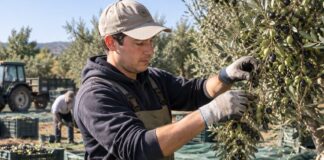 SE SOLICITA PEÓN AGRÍCOLA PARA RECOLECCIÓN DE ACEITUNA Y LABORES DEL CAMPO (HOMBRE Y/O MUJER)