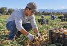 SE NECESITAN PEONES AGRÍCOLAS PARA RECOLECCIÓN DE PATATAS Y CEBOLLAS EN CAMPO