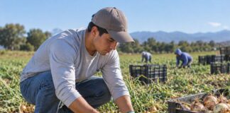 SE NECESITAN PEONES AGRÍCOLAS PARA RECOLECCIÓN DE PATATAS Y CEBOLLAS EN CAMPO