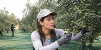 SE BUSCAN PEONES/AS AGRÍCOLAS PARA RECOLECCIÓN DE ACEITUNAS Y USO DE MAQUINARIA