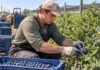 SE NECESITA TRABAJADOR AGRÍCOLA PARA COSECHA DE FRUTAS Y VERDURAS EN GRANJA (CON O SIN EXPERIENCIA)