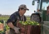 SE NECESITA TRABAJADOR AGRÍCOLA PARA LABORES DE COSECHA Y MANTENIMIENTO DE MAQUINARIA (TIEMPO COMPLETO)