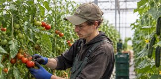 SE NECESITA TRABAJADOR DE INVERNADERO PARA COSECHA DE TOMATES Y PEPINOS, NO SE REQUIERE EXPERIENCIA