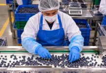 SE NECESITAN OPERARIOS DE PRODUCCIÓN PARA PLANTA DE EMPAQUE DE ARÁNDANOS
