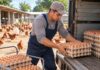 SE NECESITAN OPERARIOS DE GRANJA PARA RECOLECCIÓN DE HUEVOS Y CUIDADO DE ANIMALES
