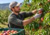 SE BUSCA PEÓN AGRÍCOLA PARA PODA Y RECOLECCIÓN DE FRUTA EN FINCA (JORNADA COMPLETA)