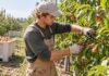 SE SOLICITA PEÓN/A AGRÍCOLA PARA PODA, RECOLECCIÓN Y MANTENIMIENTO DE PLANTACIONES FRUTALES