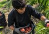 SE BUSCAN PEONES AGRÍCOLAS PARA RECOLECCIÓN DE PRODUCTOS EN FINCAS FRUTALES DE HUESO
