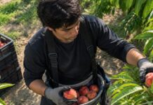 SE BUSCAN PEONES AGRÍCOLAS PARA RECOLECCIÓN DE PRODUCTOS EN FINCAS FRUTALES DE HUESO