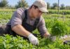 SE BUSCA TRABAJADOR/A AGRÍCOLA PARA CUIDADO Y RECOLECCIÓN DE PRODUCTOS EN FINCA